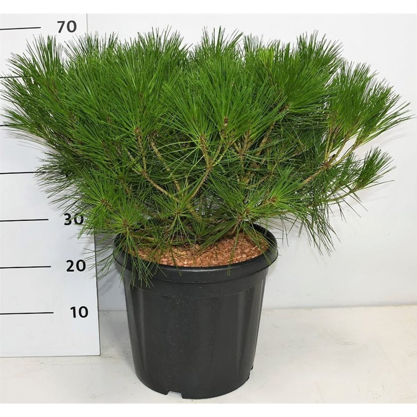 Japansk svarttall – Pinus densiflora 'Alice Verkade' - C20 50-60 CM